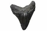 Serrated, Juvenile Megalodon Tooth - South Carolina #383755-1